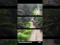 MÁY KÉO DẦU CỌ WEA18