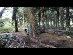 Máy kéo dầu cọ chiều dài cơ sở 2150mm với lốp nông nghiệp Dung tích thùng nhiên liệu 11L