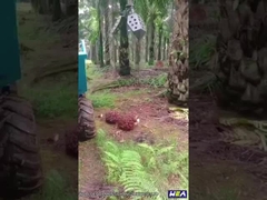 Máy kéo dầu cọ 22HP Indonesia Máy kéo trang trại mini có vật lộn